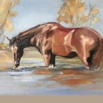 Brown Horse in Water Pound